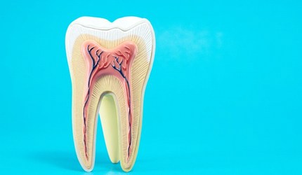 anatomy of a tooth against light blue background